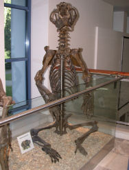 Anthropos Gallery